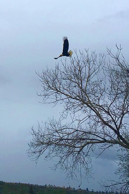 A bald eagle soars above the waters of beautiful Bass Lake.